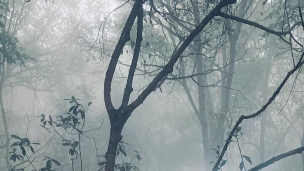 Un pont de fusta sobre una bassa d'aigua blava en un paratge forestal brumós.