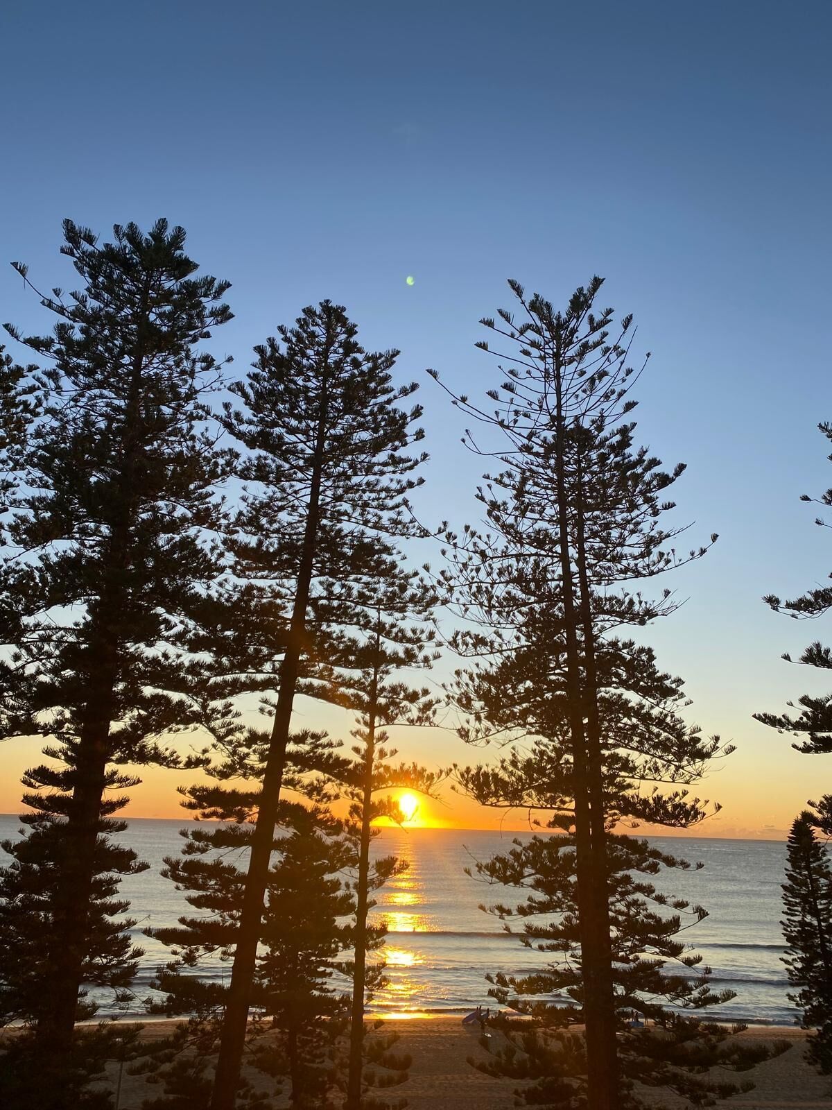 A beach scene with tall pine trees and a sunset over the water.