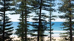 Ein Strand mit hohen Kiefern, blauem Himmel und dem Meer.