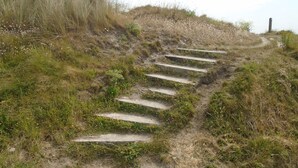 Un sentier de terre avec des marches en béton menant vers le haut d’une colline, bordé d’herbe et de fleurs sauvages.