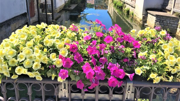 Un canal amb edificis a ambdues bandes, un cotxe blanc estacionat a prop del canal i un banc de flors amb flors grogues i roses al primer pla.