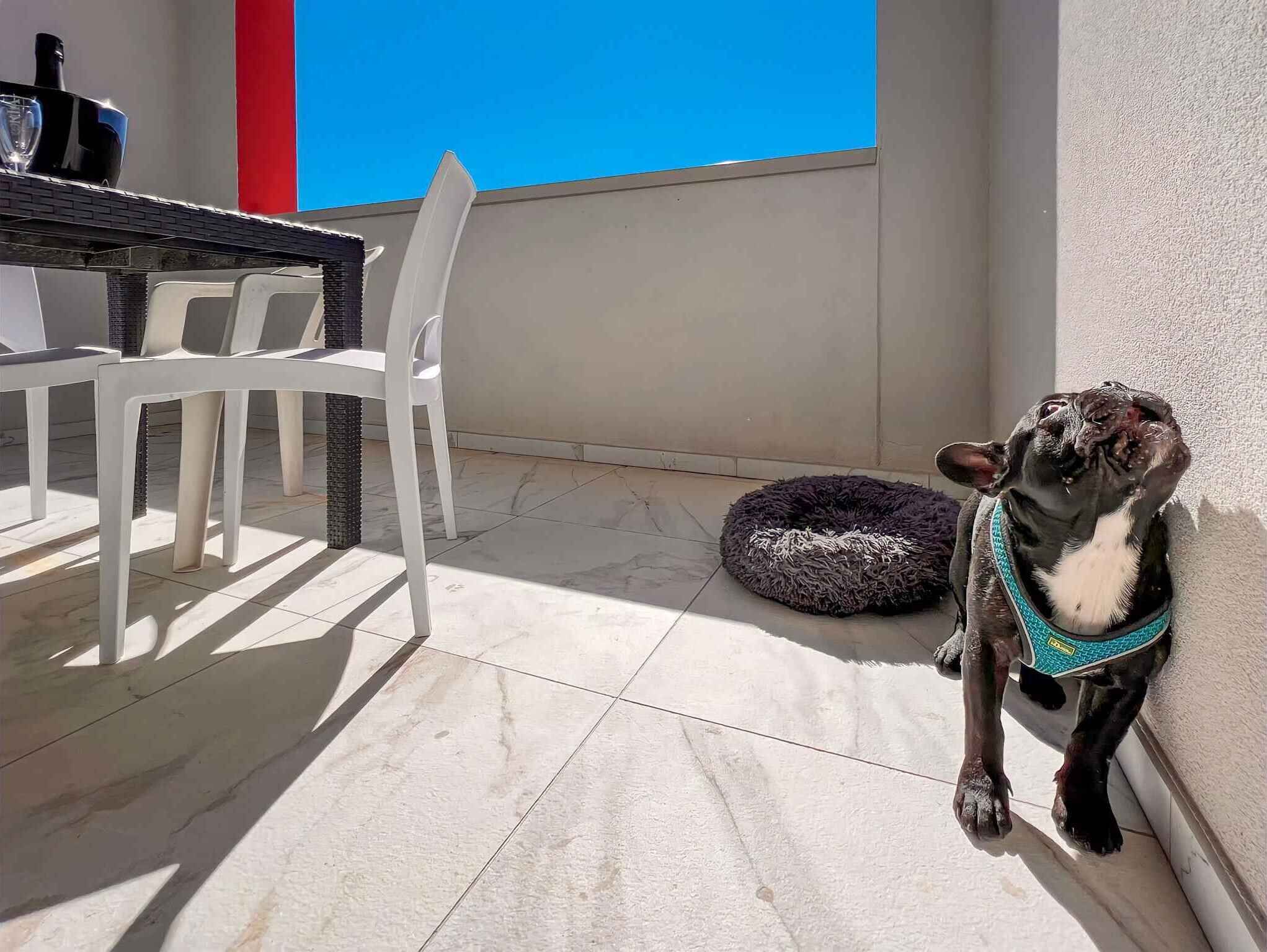 Un cane seduto su un balcone con una sedia bianca e un lettino nero per cani.