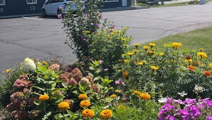 A motel with a parking lot, a white car parked in front, and a variety of colorful flowers in the foreground. - East Court Motel (Sarnia)