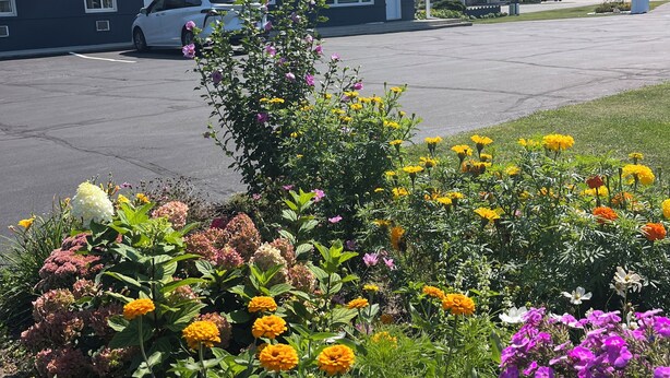 A motel with a parking lot, a white car parked in front, and a variety of colorful flowers in the foreground. - East Court Motel (Sarnia)