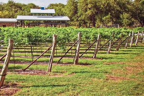Property grounds - Cozy home, 2bedroom and a loft near Natural Bridge Caverns & Hilltop Views (Spring Branch)