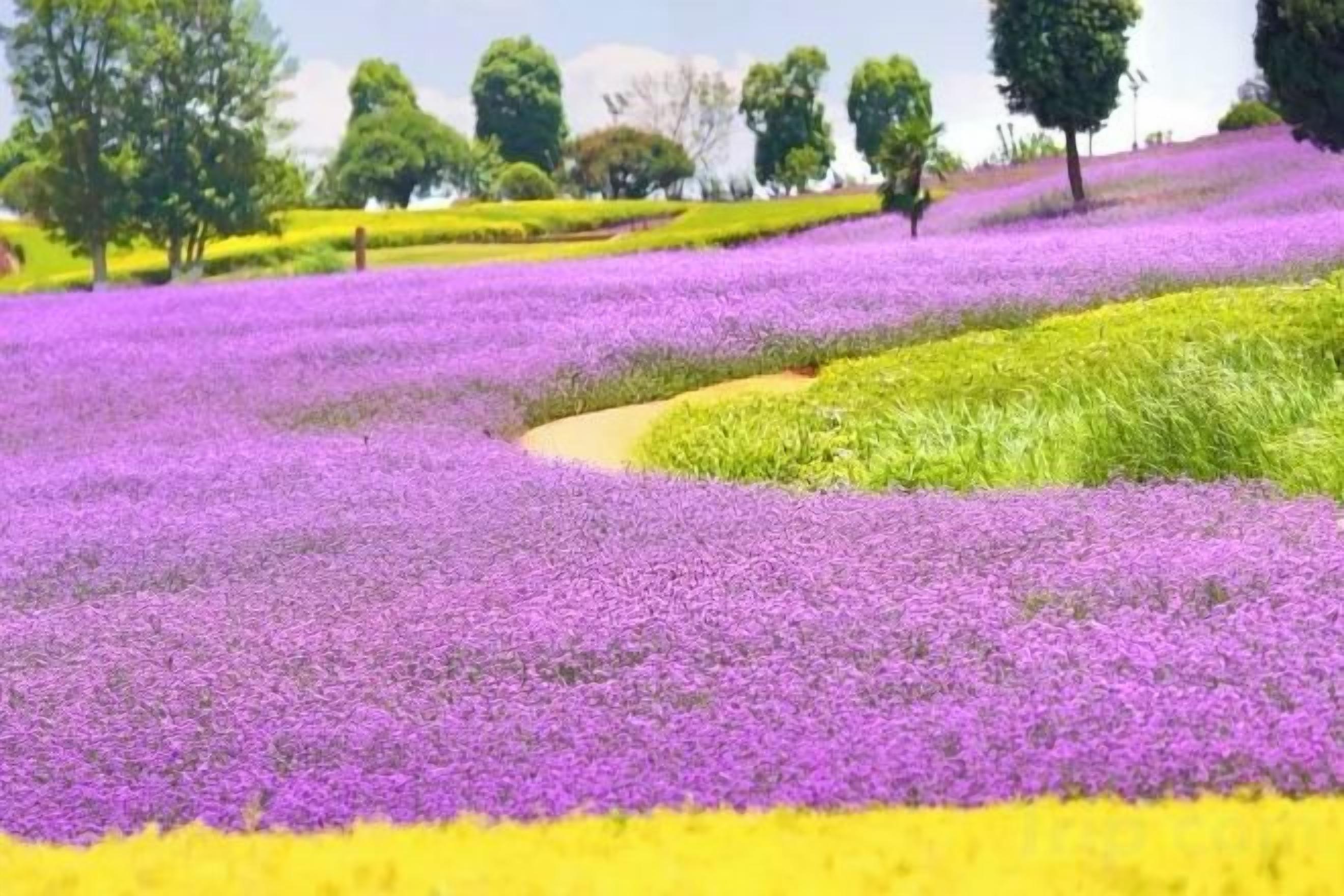 A field of purple flowers with a winding path.