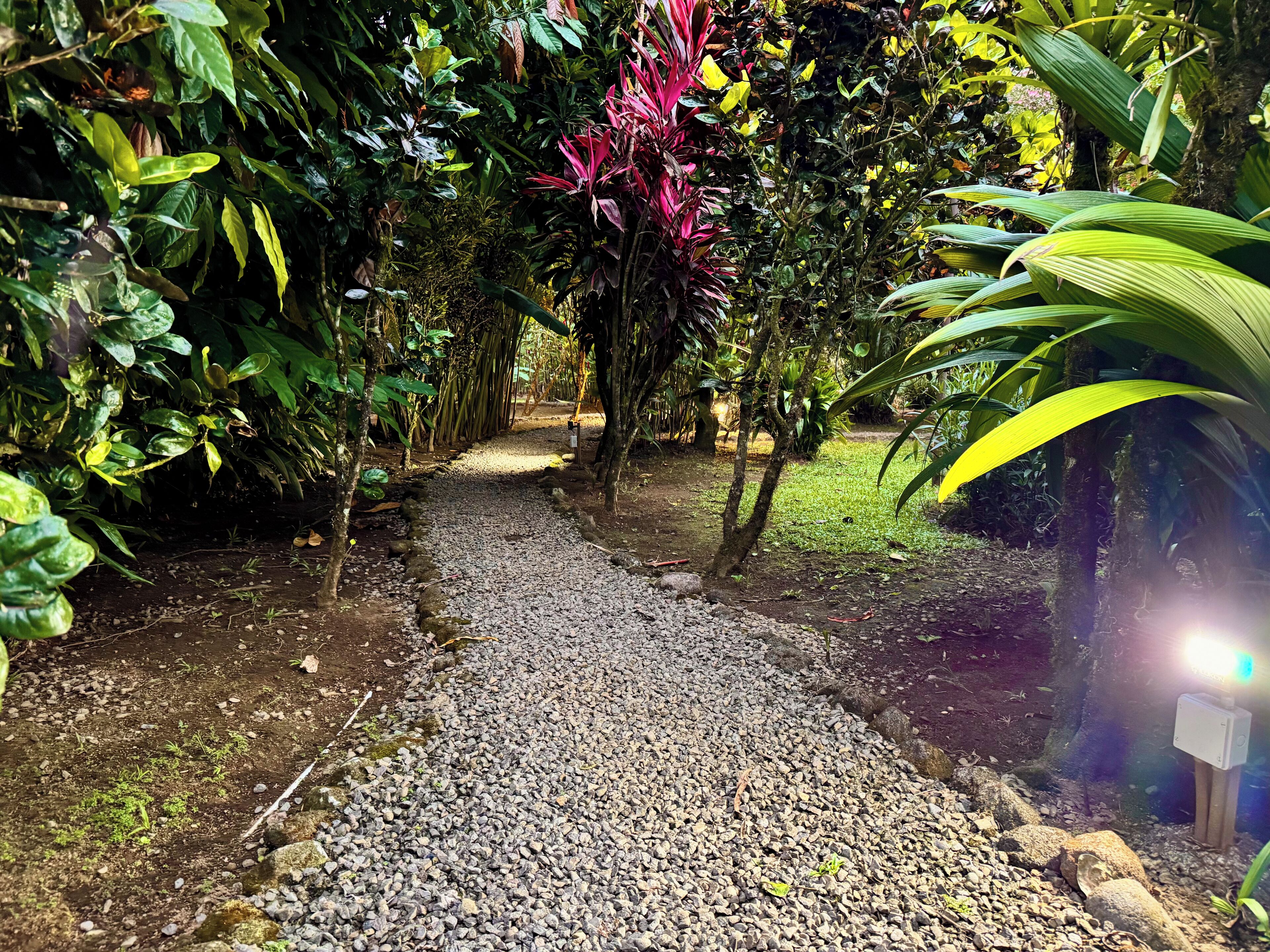 A gravel path surrounded by lush greenery and tropical plants.