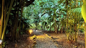 A pathway through a dense forest with a small, illuminated structure in the distance. - Bukala Village Lodge (Peñas Blancas)