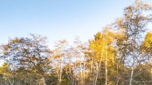 Un chalet rustique doté d’un porche, entouré d’une forêt dense.