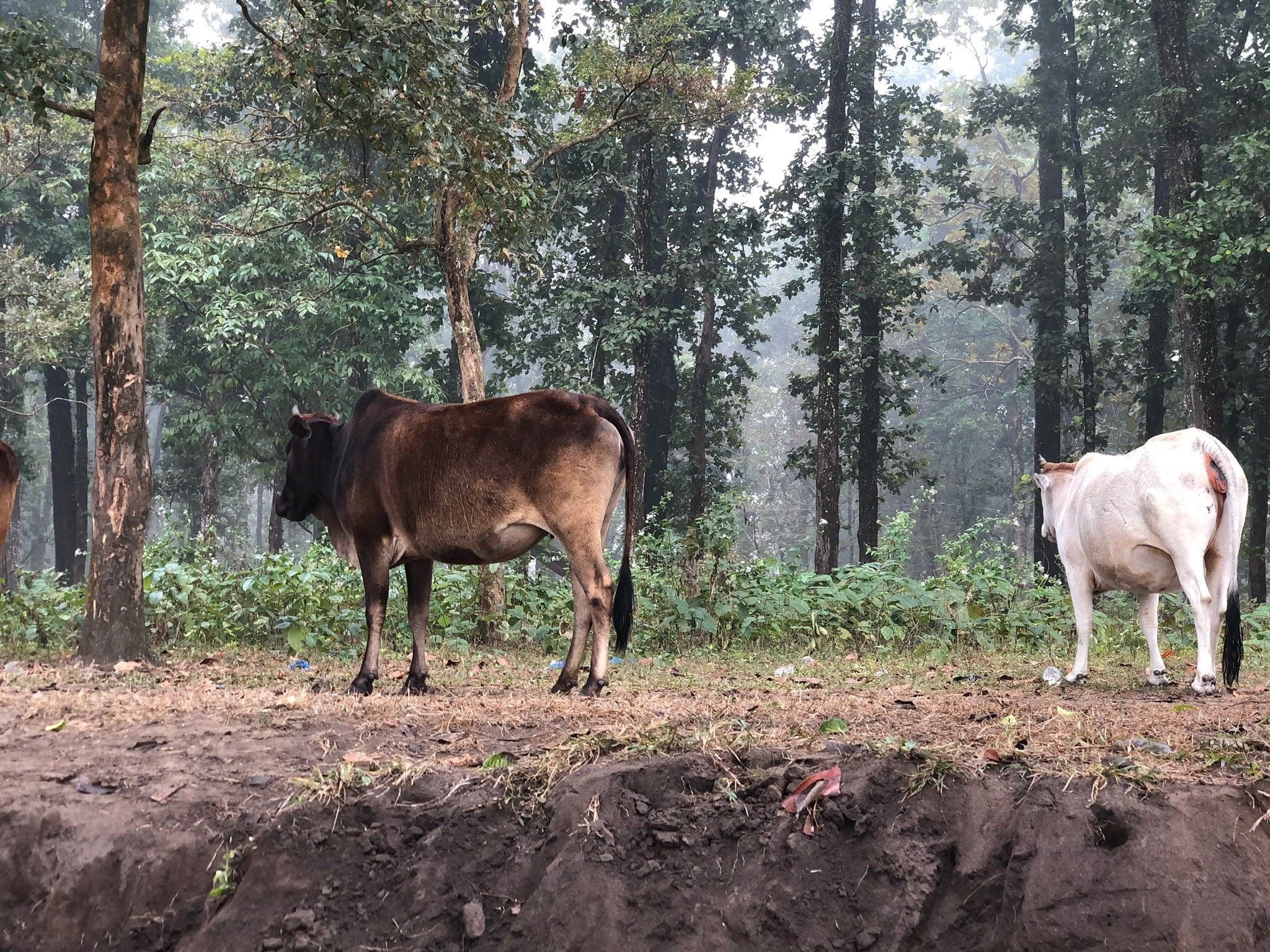 Two cows standing on a dirt ground with trees in the background.