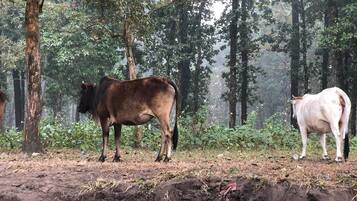 Two cows standing on a dirt ground with trees in the background.