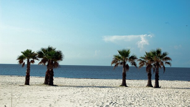 A beach with palm trees and a clear sky. - Legacy Tower II 107 | Charming Ground-Floor Deluxe Unit! (Gulfport)