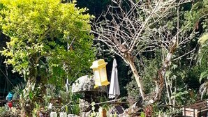 A garden with a variety of plants, a small pond, and outdoor furniture.