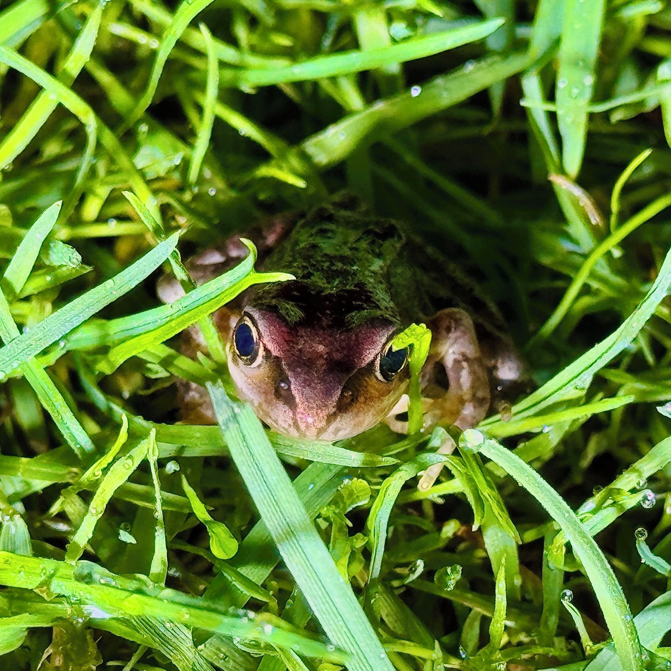 A frog camouflaged among green grass.