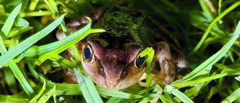 A frog camouflaged among green grass.