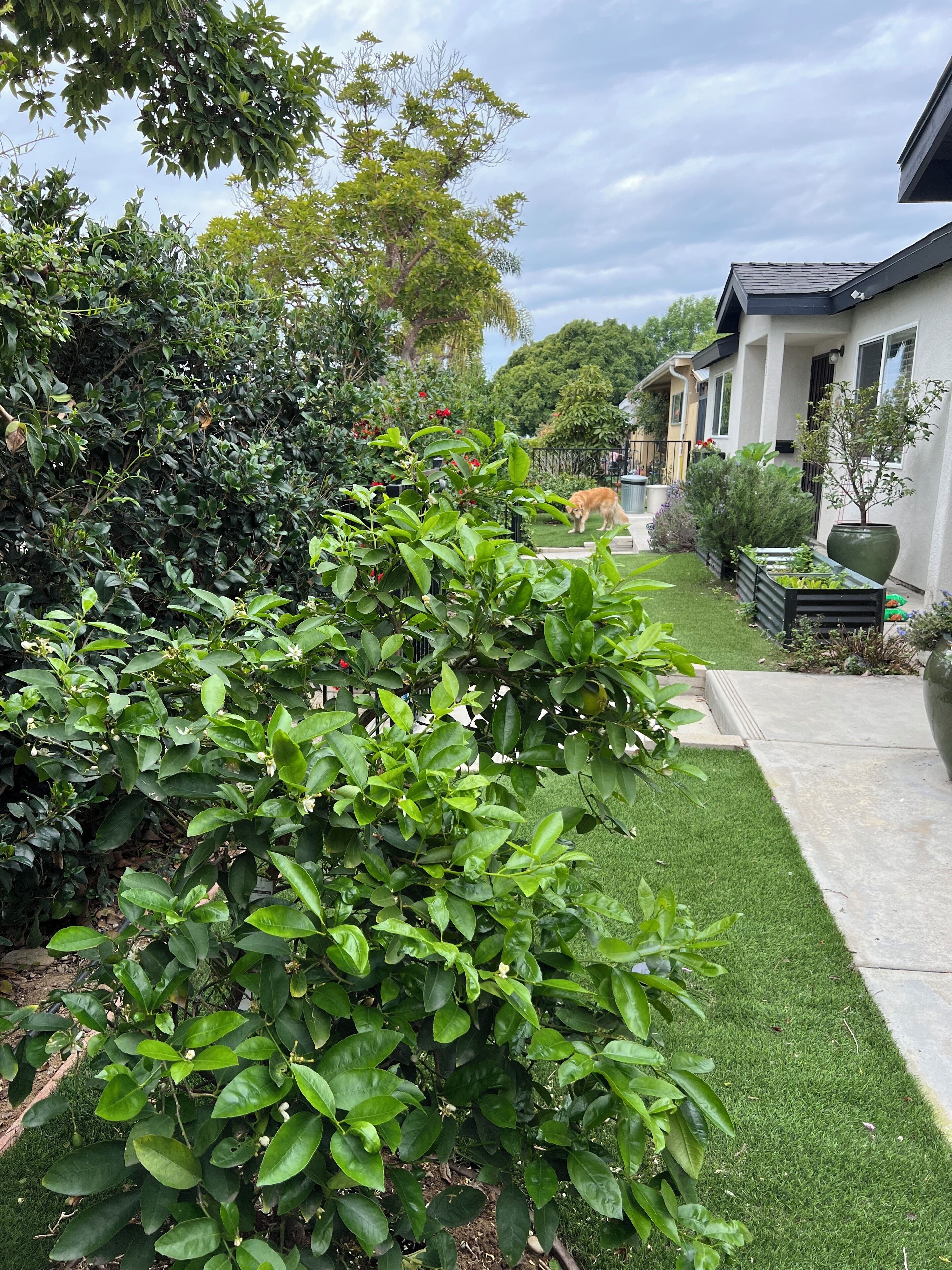 Un jardín bien cuidado con diversas plantas y césped.