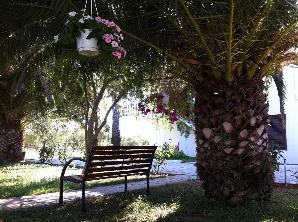Un banco bajo una palmera con macetas colgantes.