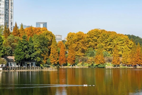A lake with trees in autumn colors, a swan, and buildings in the background. - Jinyang Hotel (Exhibition Center Store)) (Guiyang)
