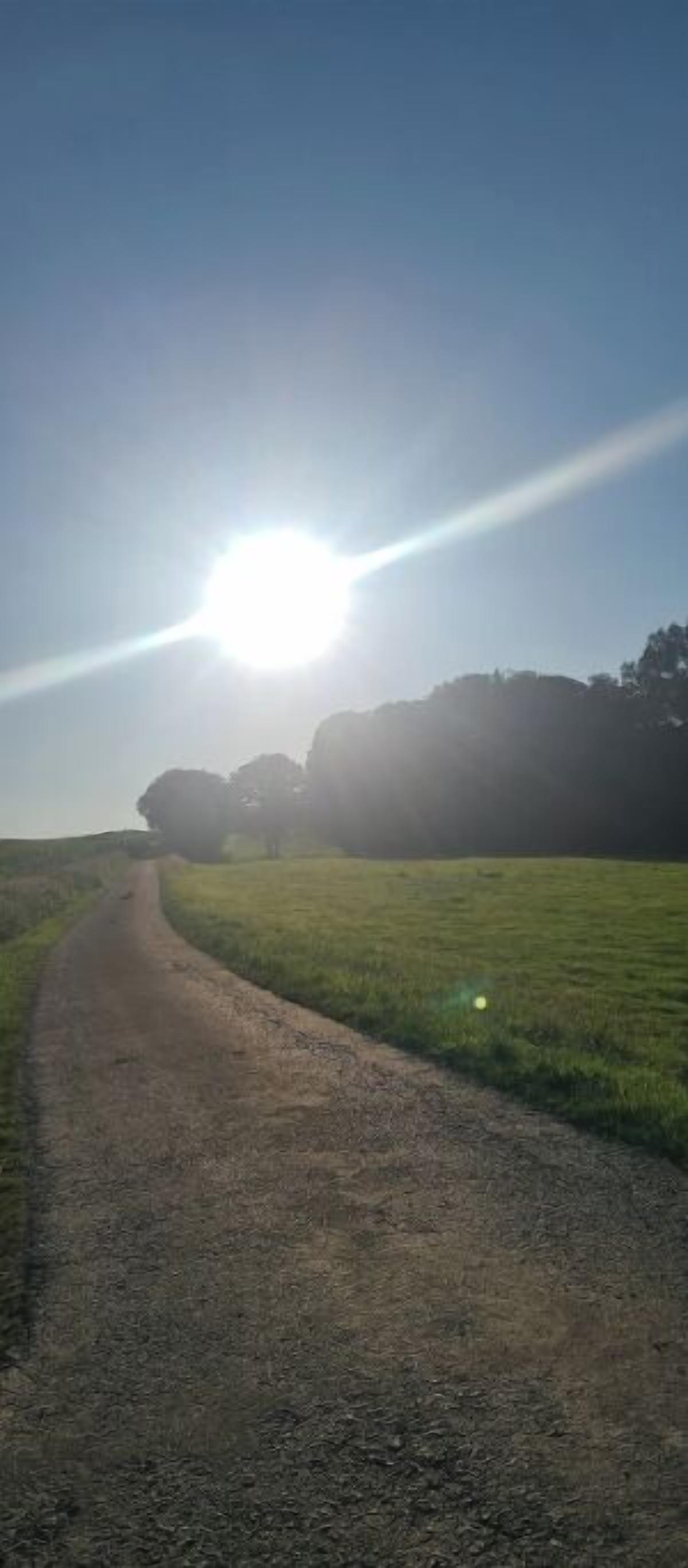 Ein ländlicher Feldweg schlängelt sich durch ein grasbewachsenes Feld, blauer Himmel und Sonnenschein.
