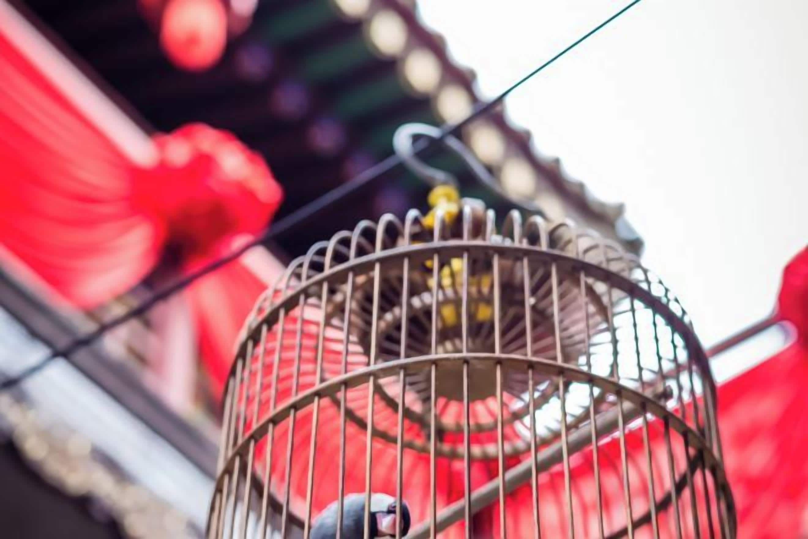 Une cage à oiseaux contenant un oiseau, placée sur un fond flou avec des éléments rouges.