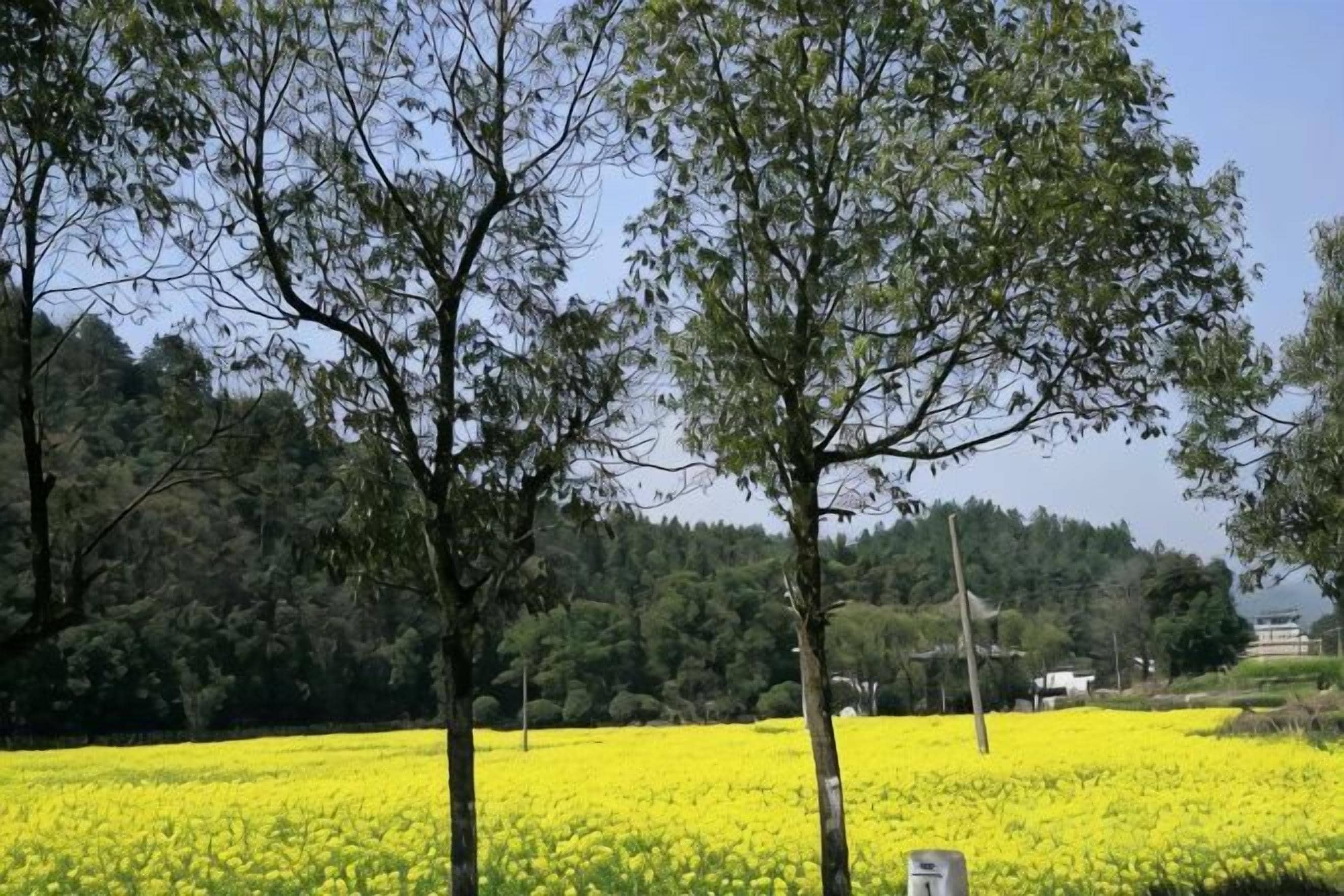 A field of yellow flowers with trees in the foreground and a forested hill in the background.