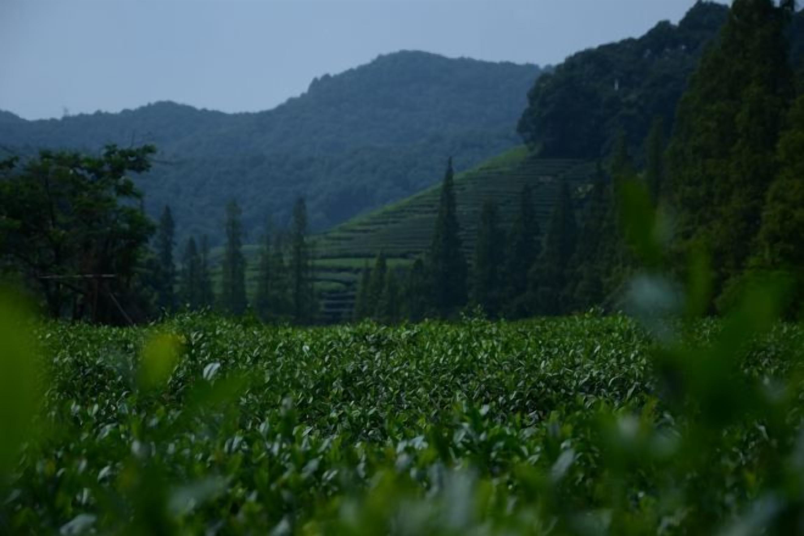 A field with crops and a hilly landscape in the background.