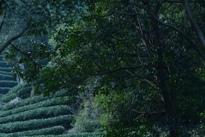 منوع
