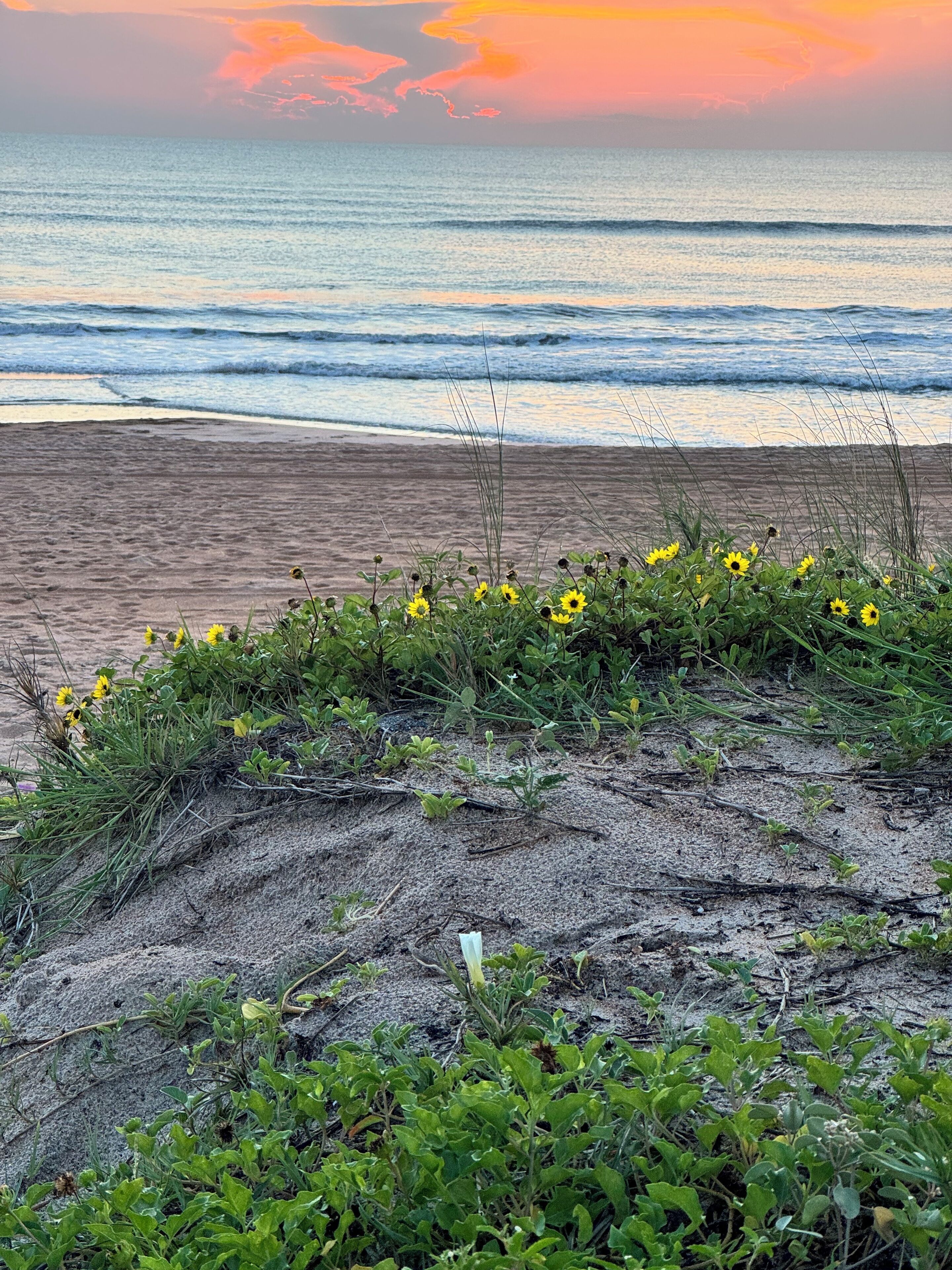 Una playa con flores amarillas y el océano al fondo.