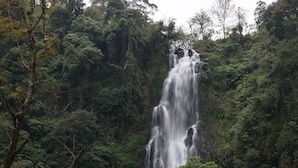 Ein Wasserfall, umgeben von dichtem Wald.