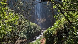 Ein schmutziger Pfad führt zu einem Wasserfall in einem bewaldeten Gebiet.