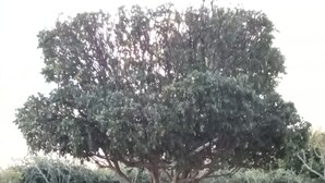 A tree in a landscaped area with a paved surface in front. - 390 Villa Vista (Kandy)