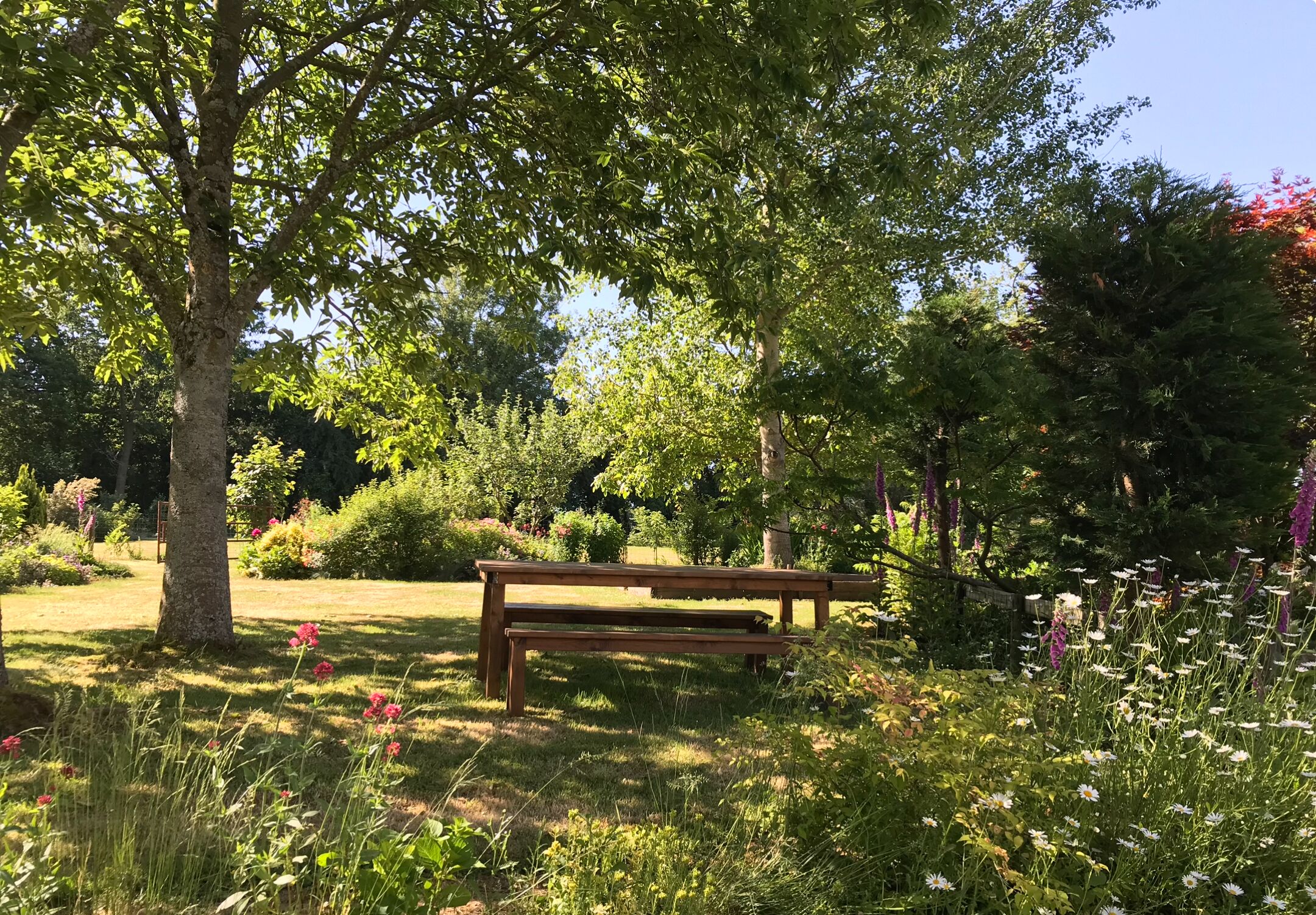 Un banco de madera en un parque con abundante vegetación y plantas en flor.