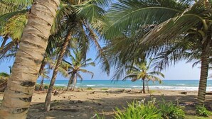 Une plage bordée de palmiers, offrant une vue dégagée sur l’océan.
