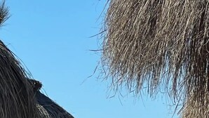 Una vista despejada de un velero en aguas azules y tranquilas, enmarcada por construcciones de techo de paja.