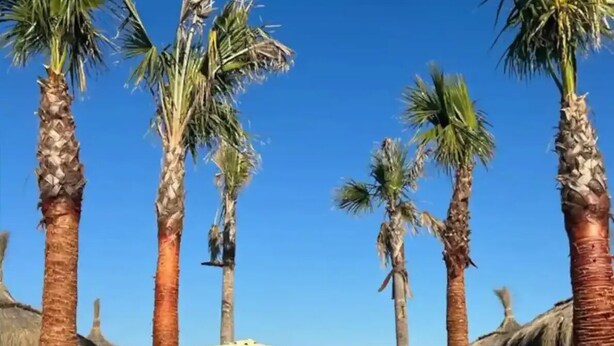 Un sendero de madera que lleva a una playa con palmeras y sombrillas de paja.