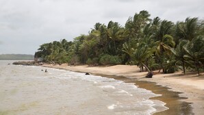 Uma praia com palmeiras e uma faixa de areia.
