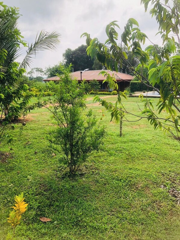 A grassy area with a small tree and a building with a red roof in the background. - Tiara Elephant Lodge (Habarana)