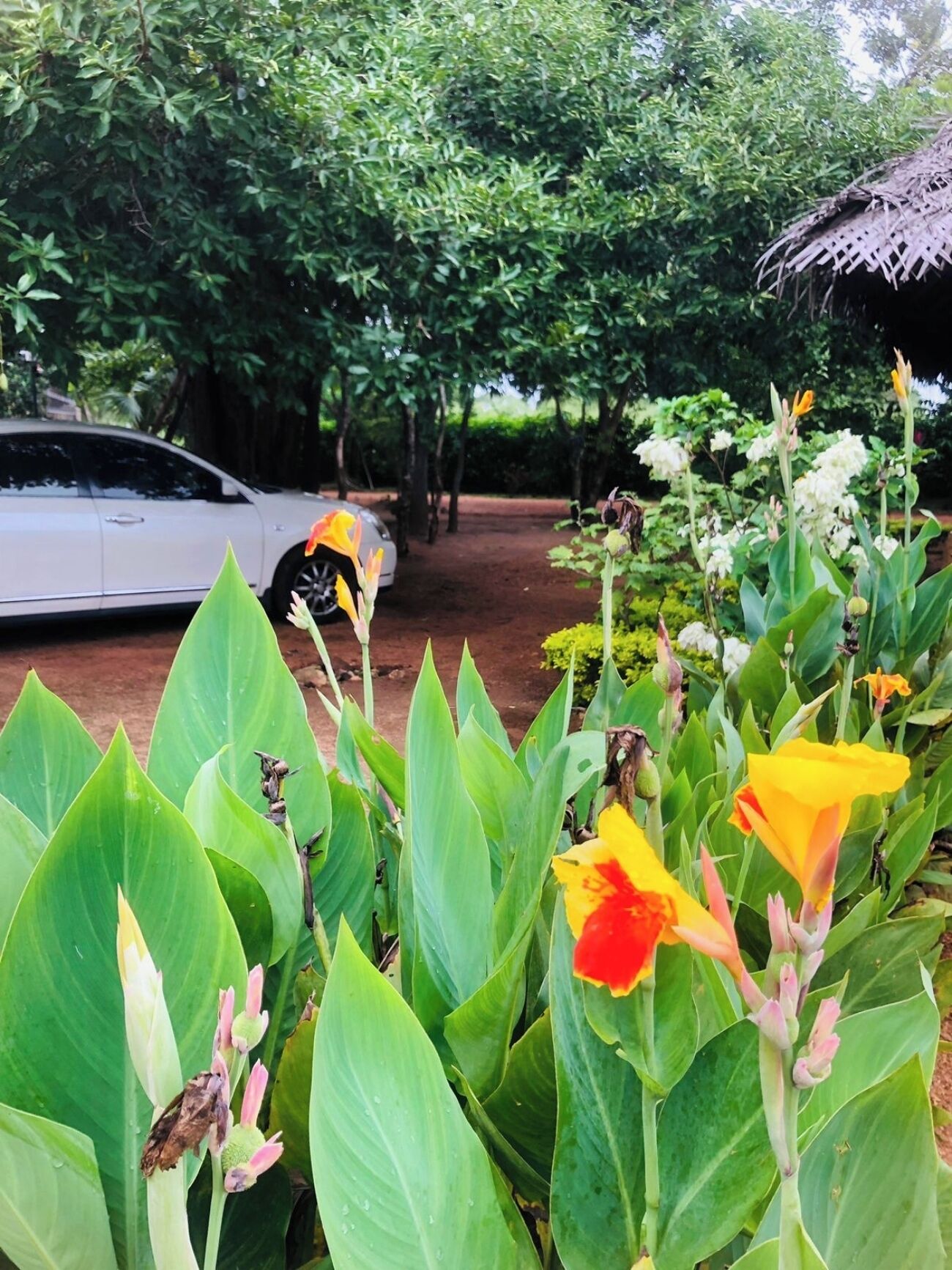 Un jardín con follaje verde y flores, un coche estacionado y una estructura de paja.