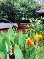 Un jardín con follaje verde y flores, un coche estacionado y una estructura de paja.