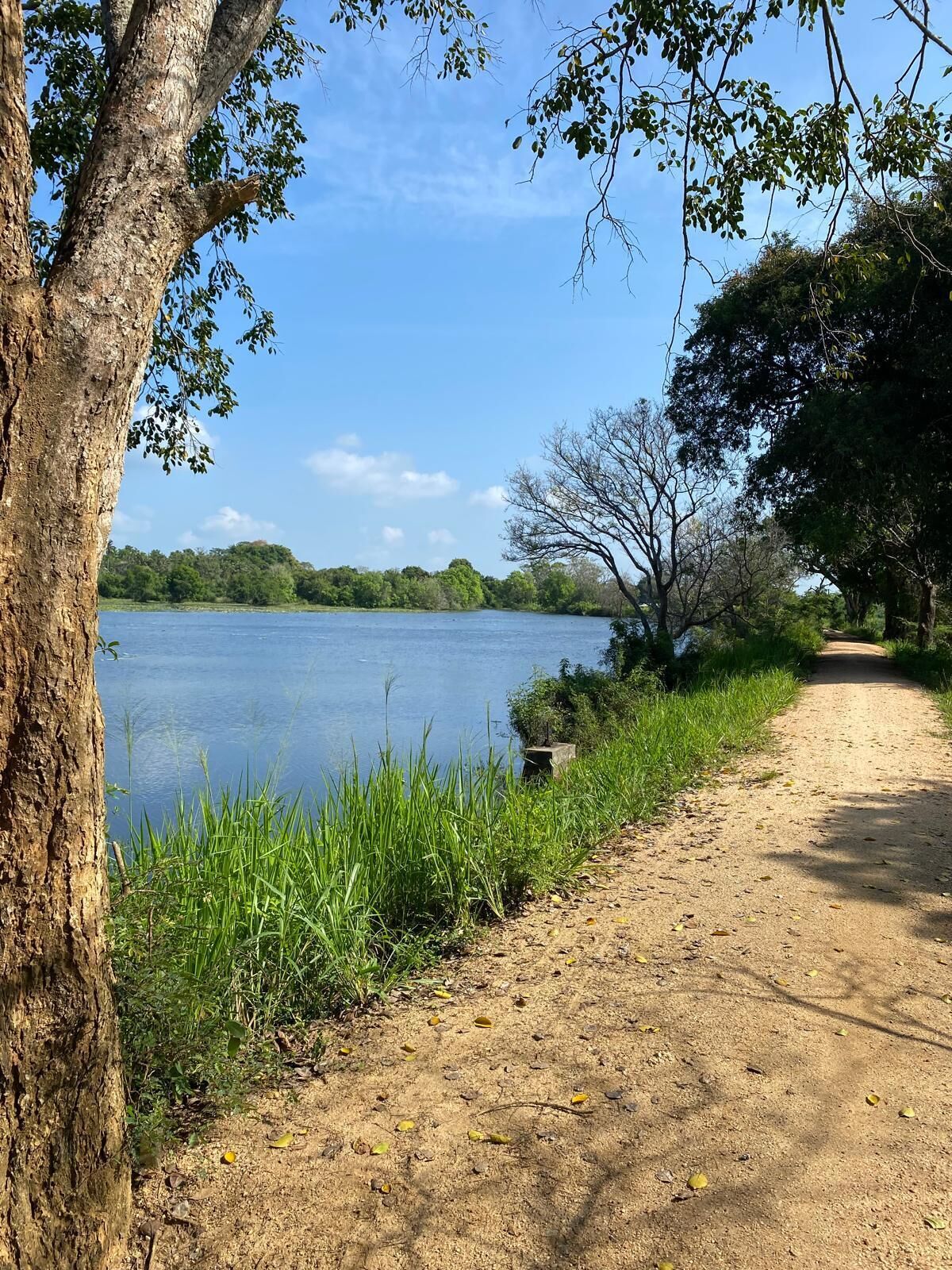 Un sendero de tierra junto a un lago tranquilo, con árboles y vegetación.