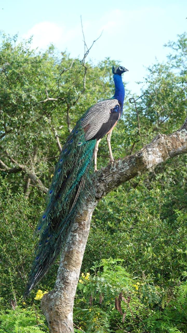 Un pavo real posado en una rama de árbol en un entorno verde exuberante.