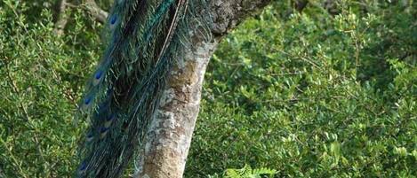Un pavo real posado en una rama de árbol en un entorno verde exuberante.