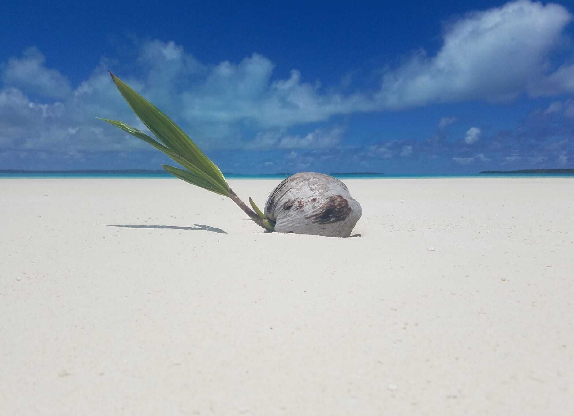 A large rock with a green leaf on a white sandy beach under a clear blue sky.