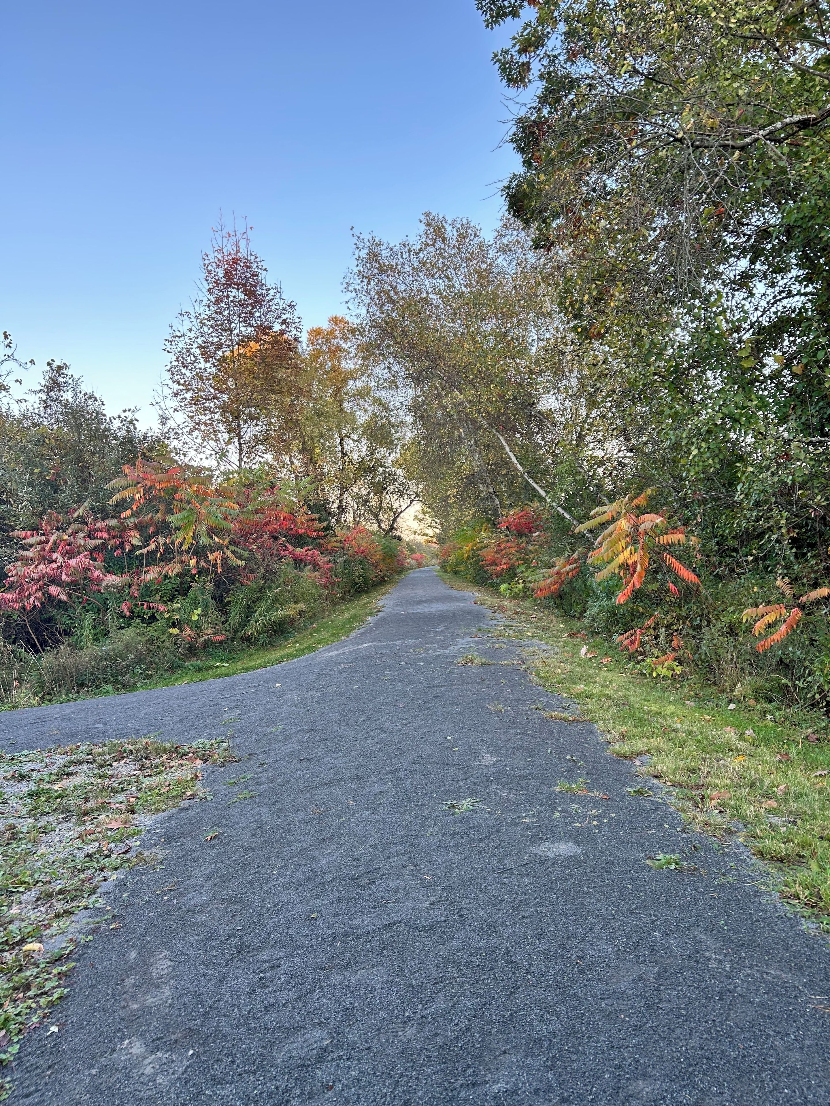 Un sendero pavimentado bordeado de árboles con follaje otoñal.