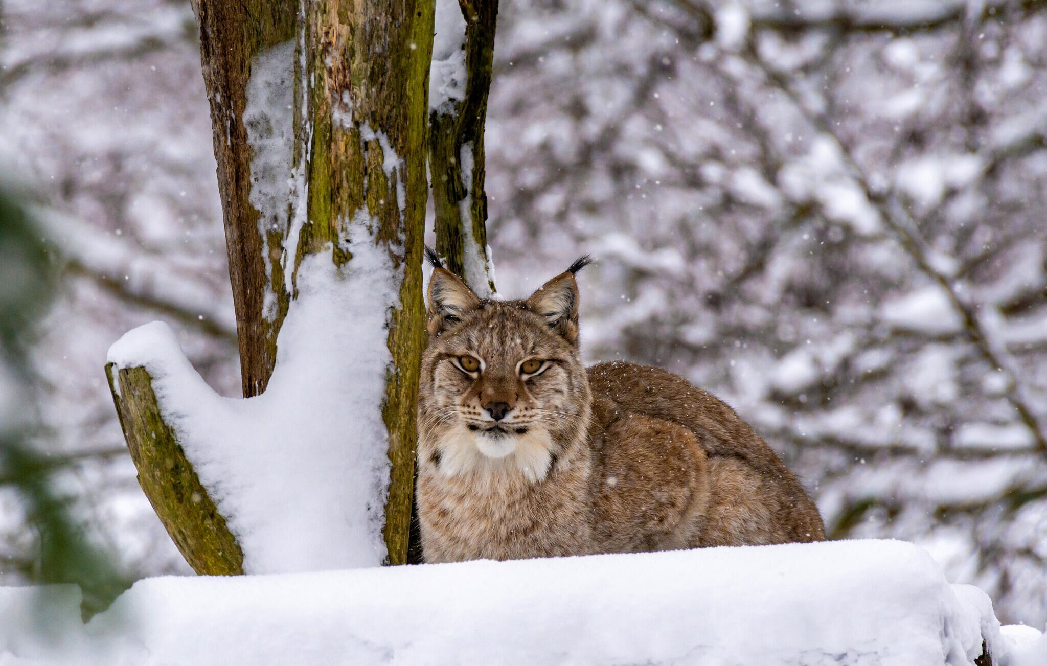 Un lynx dans une forêt enneigée.