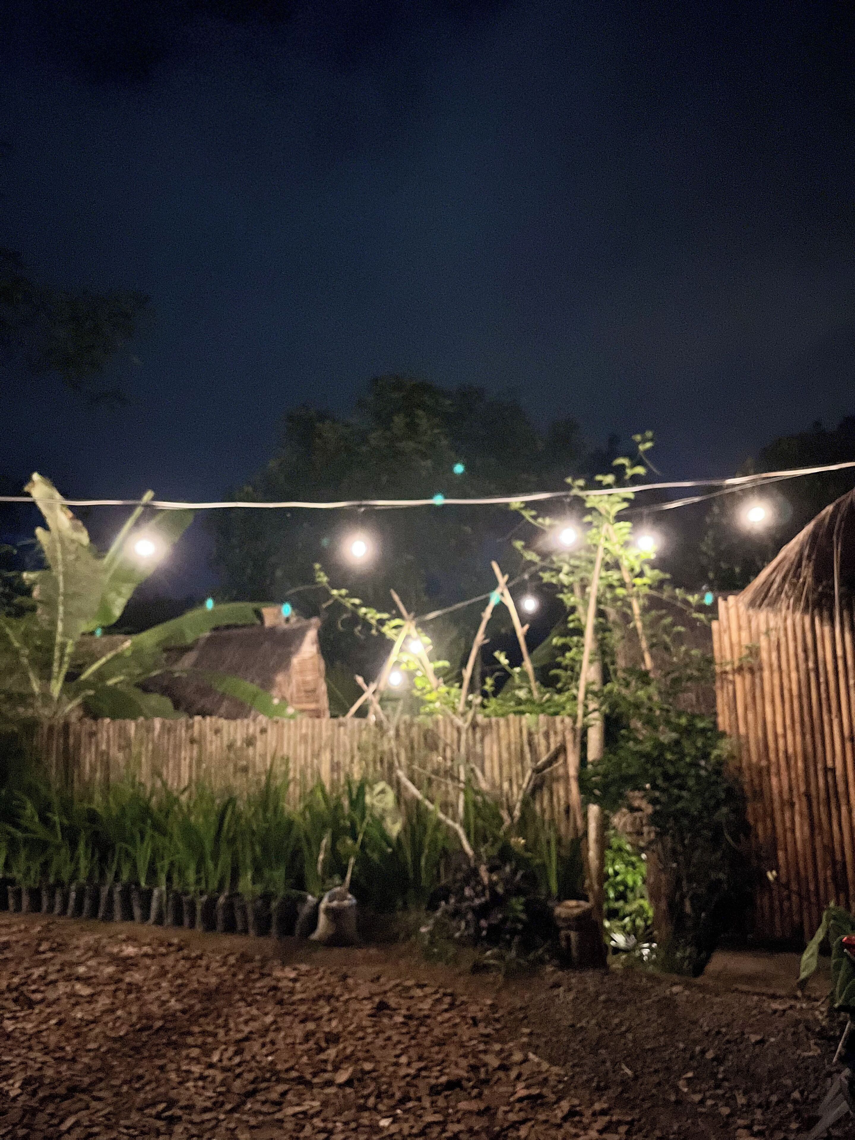 Um jardim com luzes de corda, cerca de madeira e diversas plantas.
