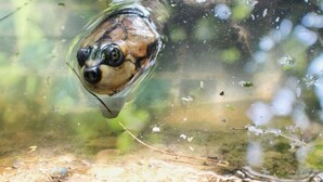 Een schildpad in een glazen behuizing, omgeven door water en begroeiing.