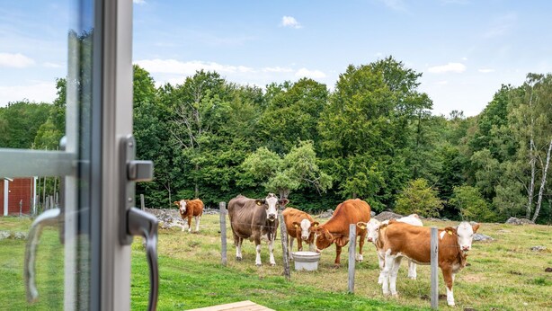 A wooden deck with cows grazing in a fenced pasture, surrounded by trees.