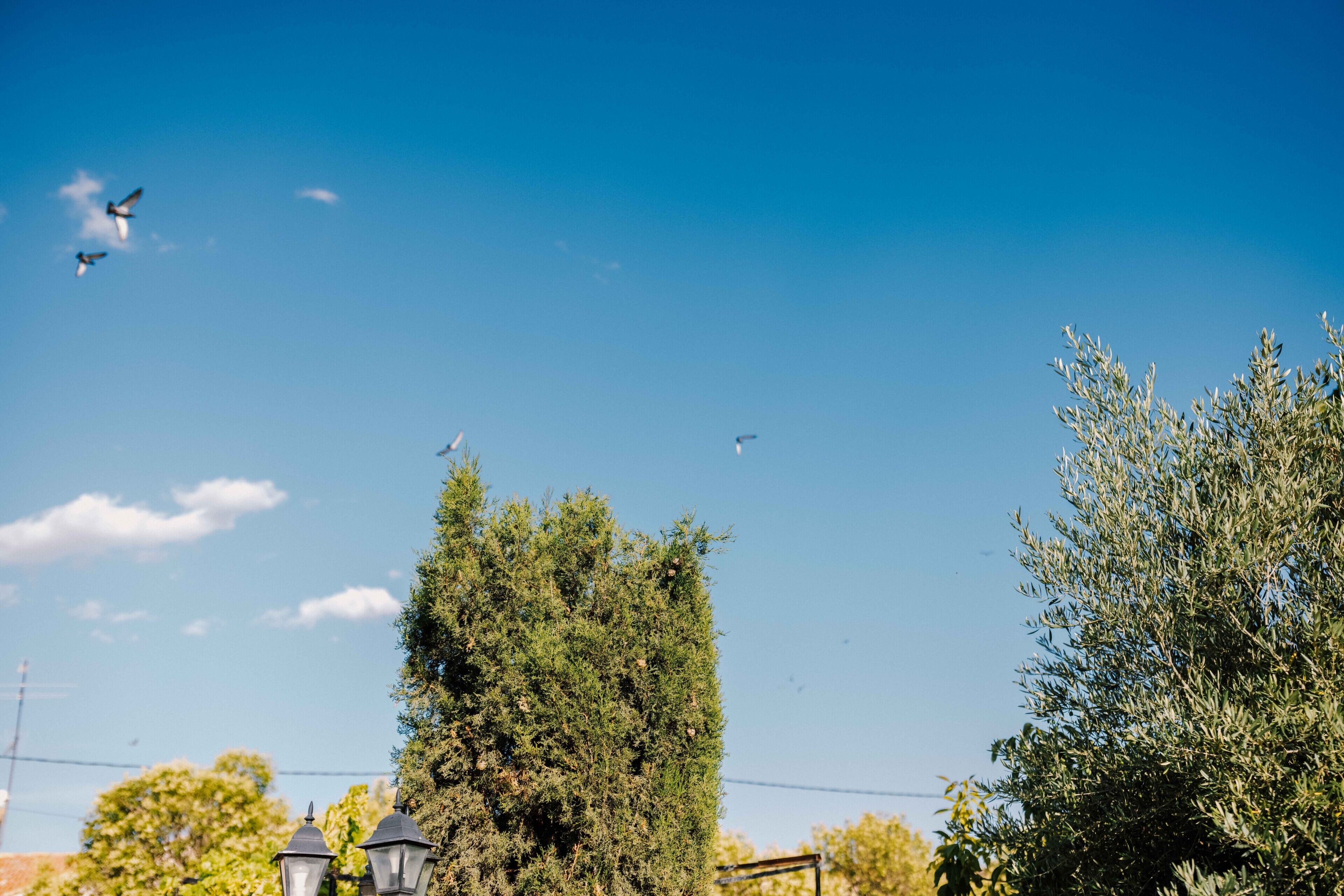 Cielo azul despejado con pájaros volando, árboles y una farola.