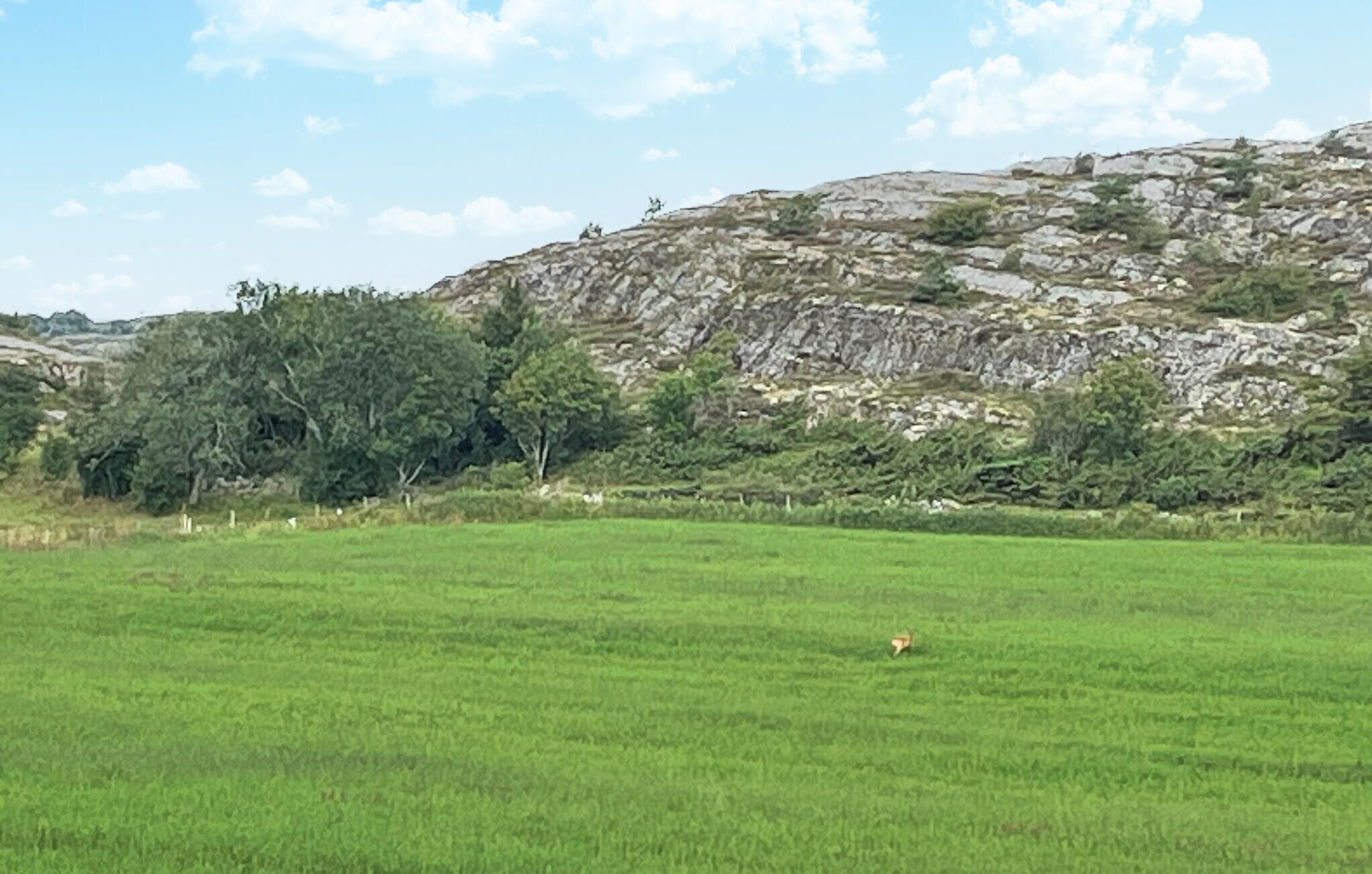 Ein grünes Feld mit einem felsigen Hügel im Hintergrund.
